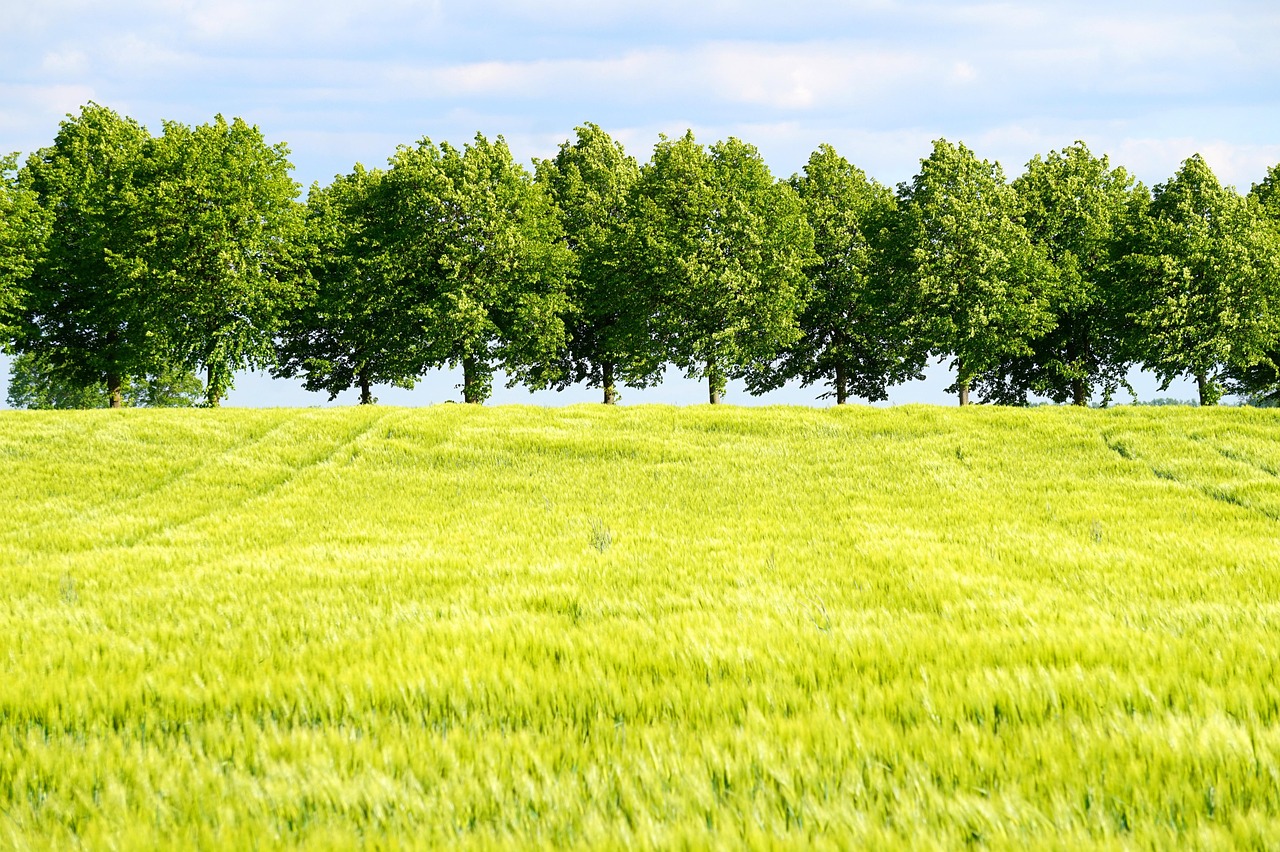 Landschaft, Feld, Natur