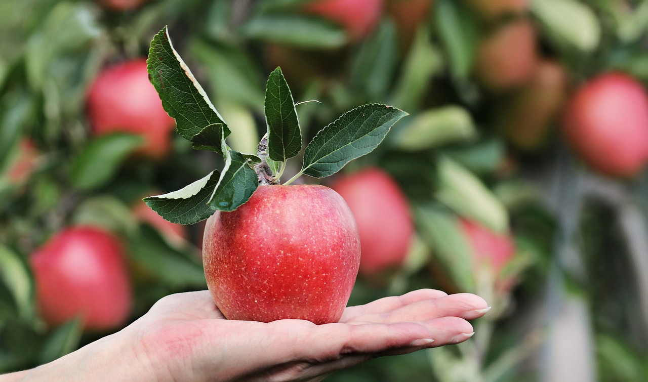 Apfel auf der Hand