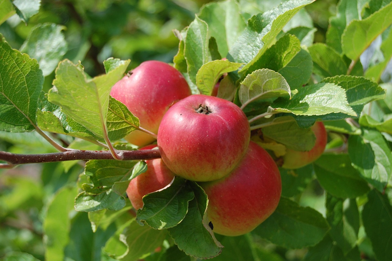 Äpfel am Baum