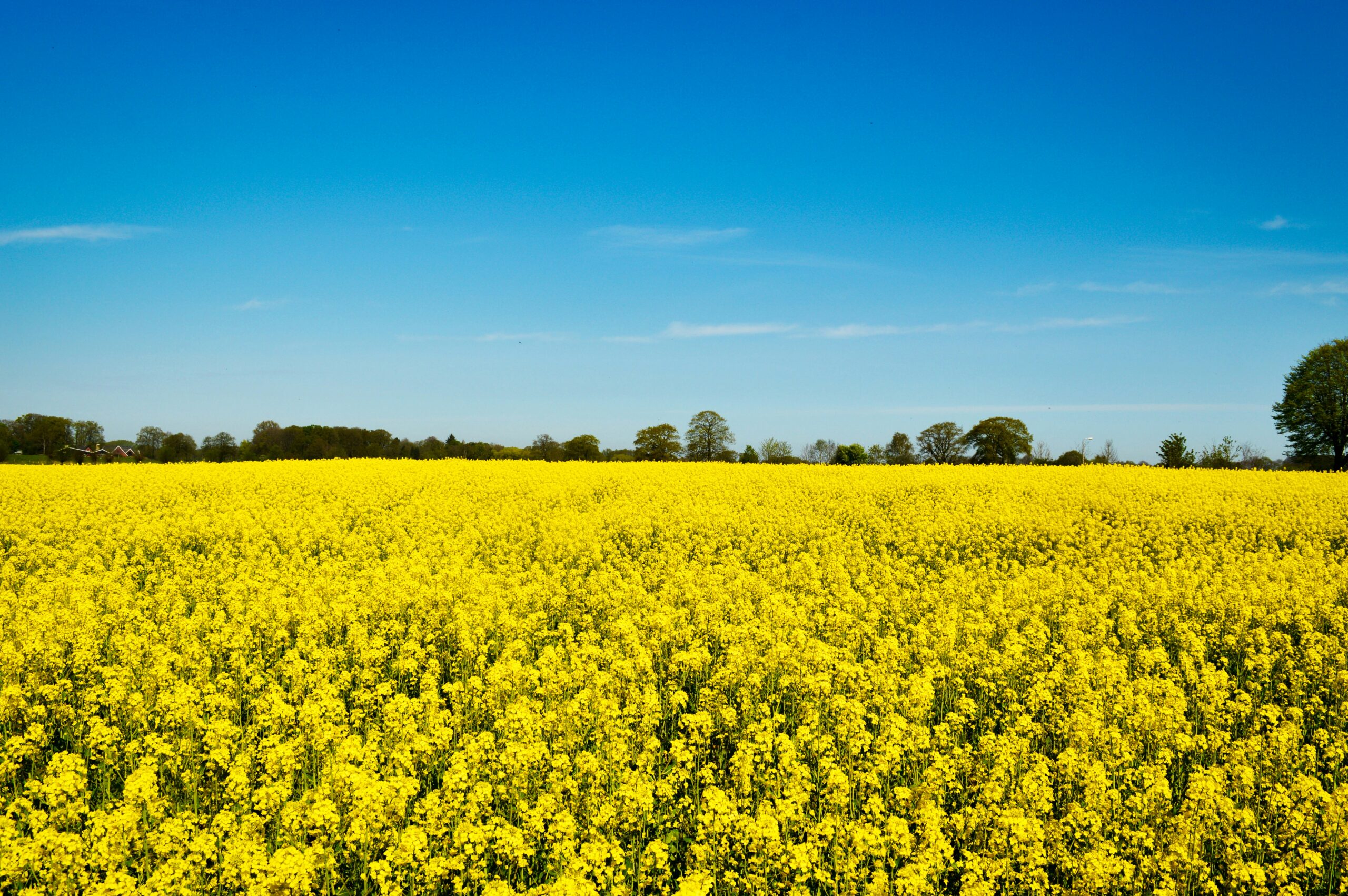 Rapsfeld unter blauem Himmel.