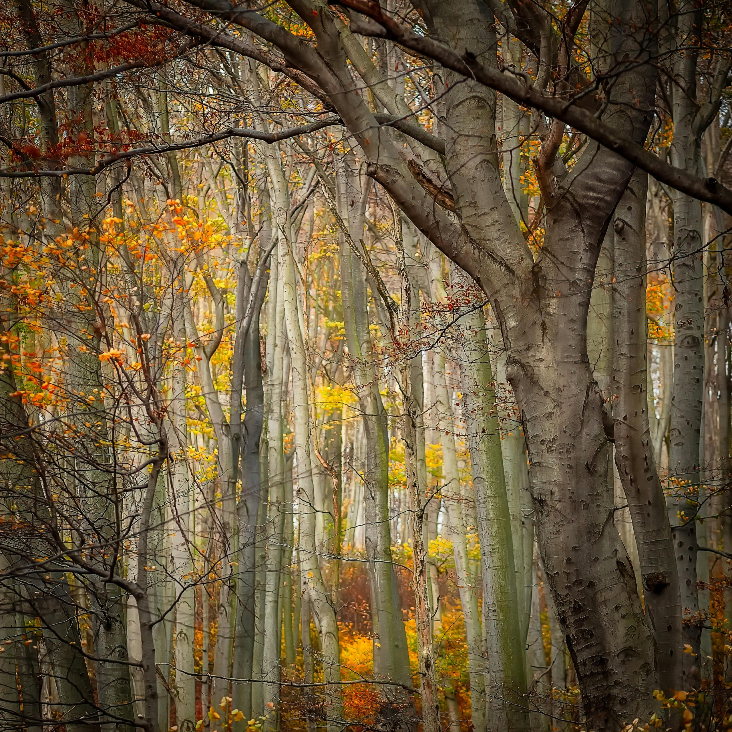 Buchenwald im Herbst