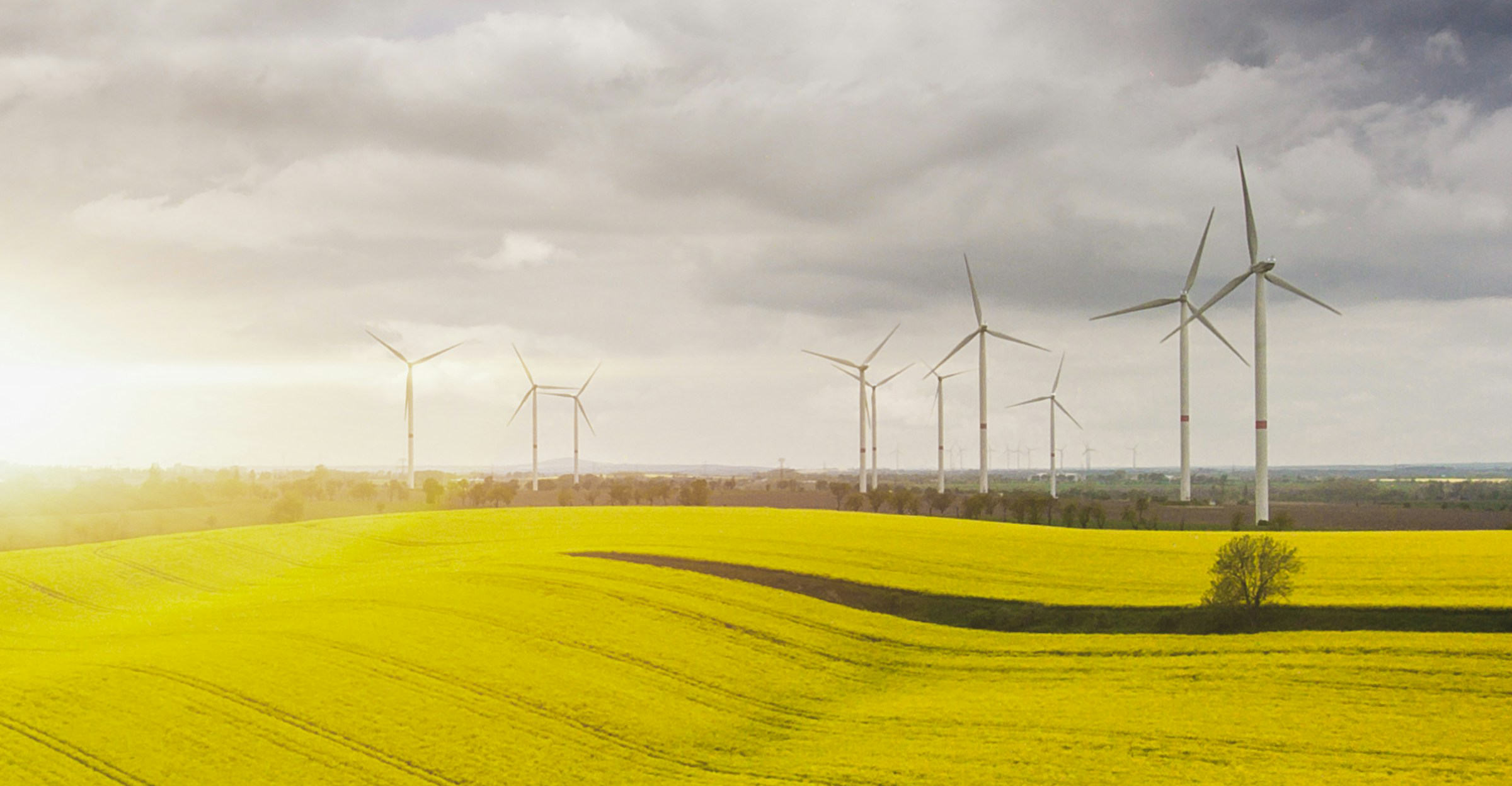 Windräder hinter einem Rapsfeld