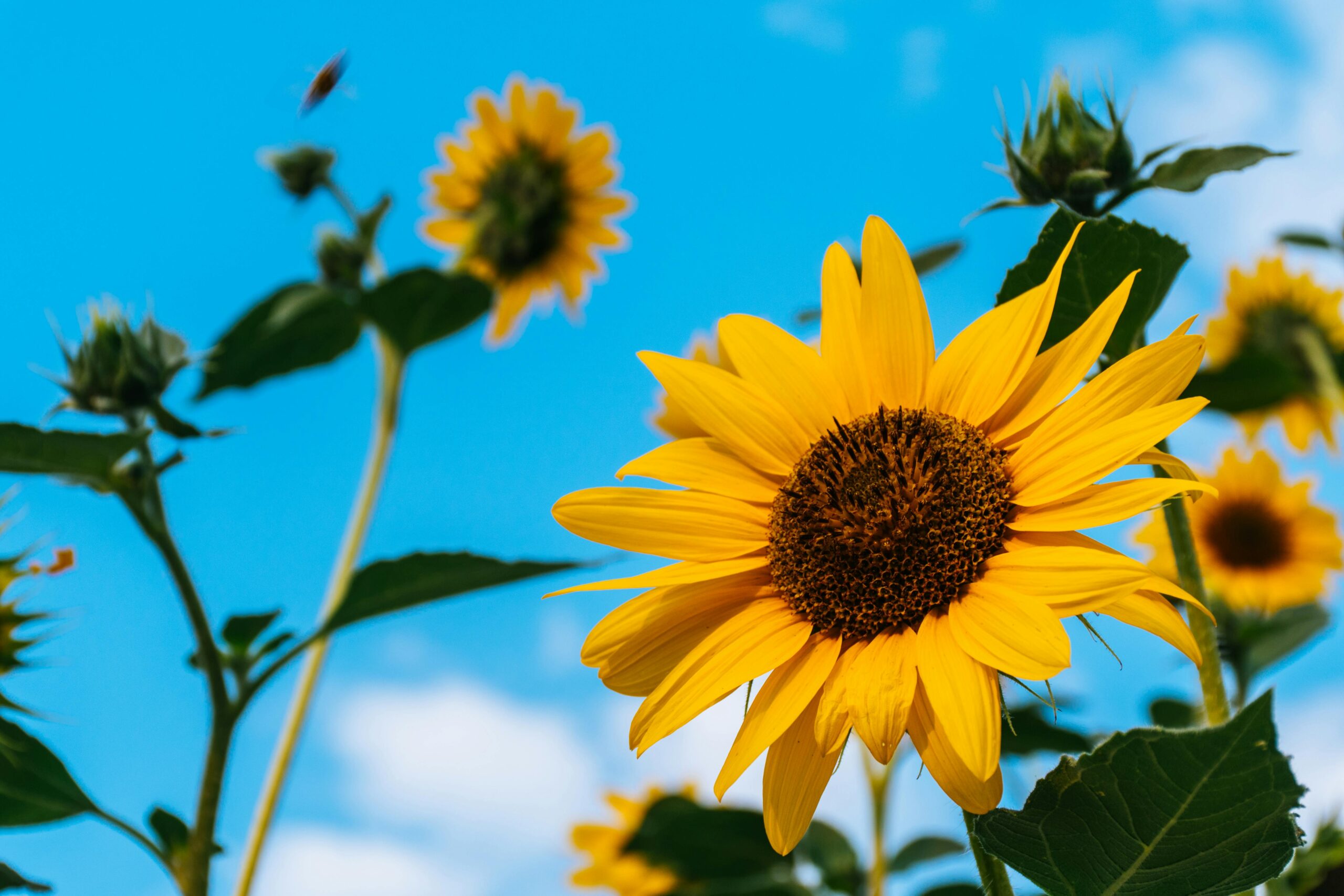Sonnenblumen