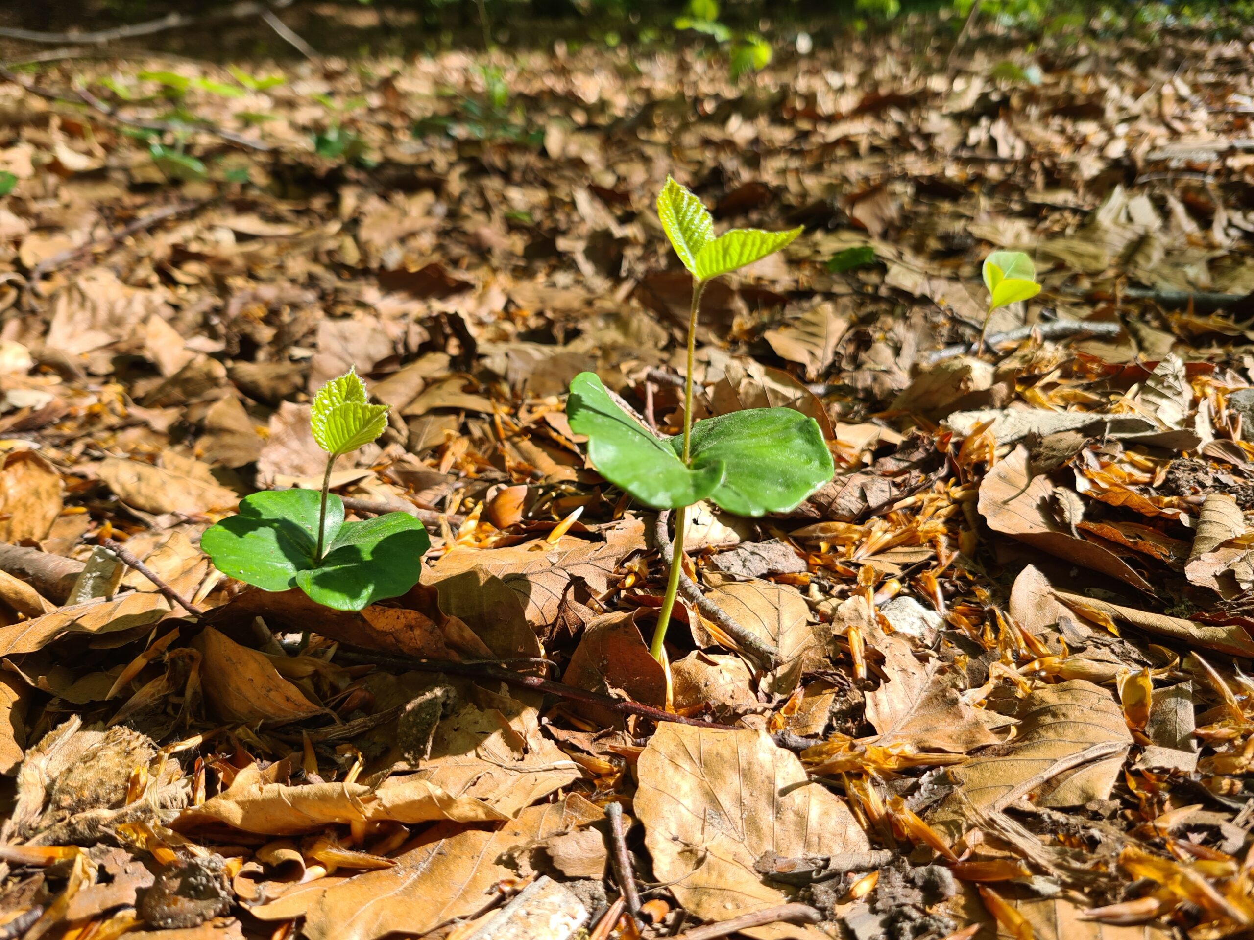 Sprössling einer Buche