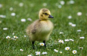 Entenküken auf einer Wiese mit Gänseblümchen