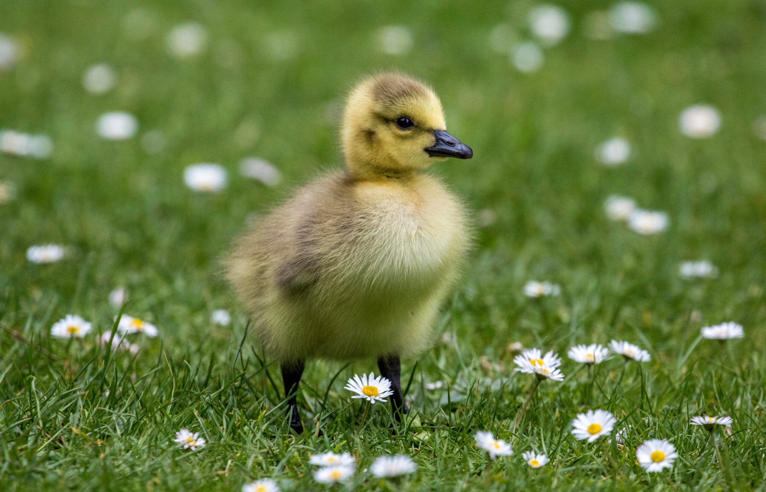 Entenküken auf einer Wiese mit Gänseblümchen