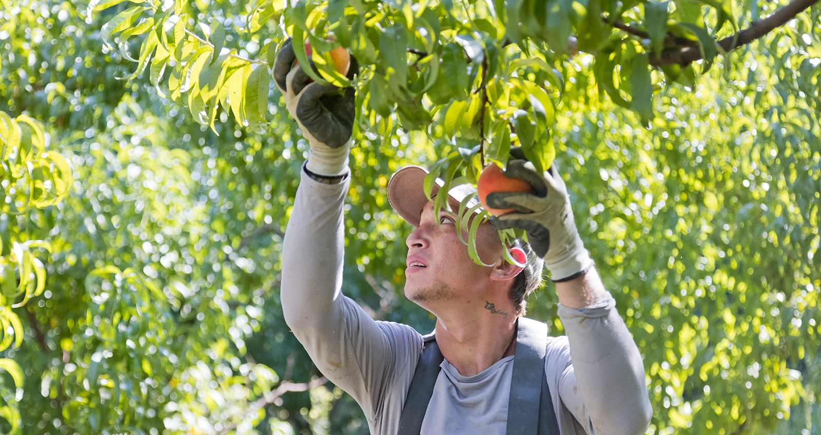 Mann pflückt reife Pfirsiche