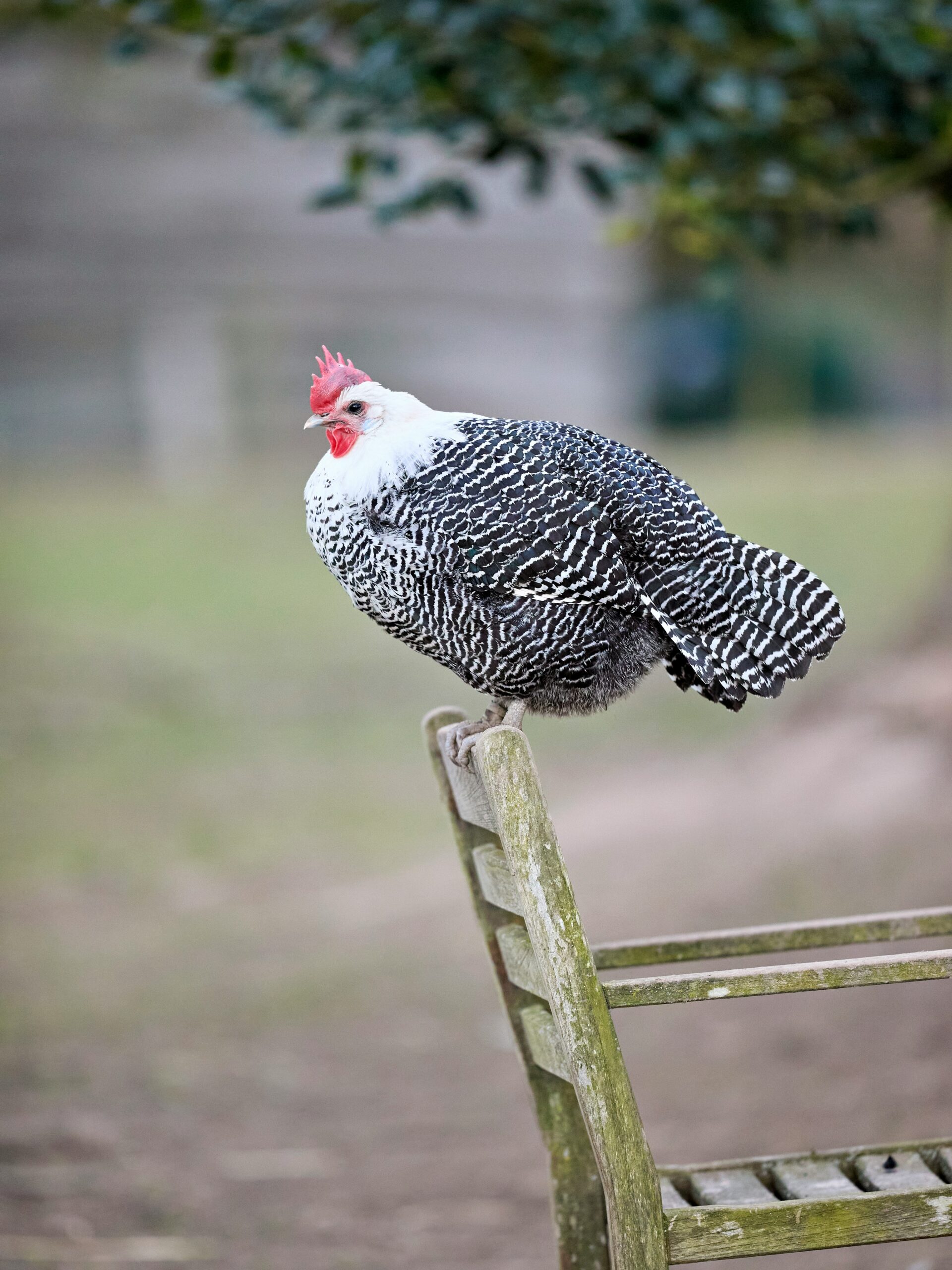 Huhn auf einem Stuhl