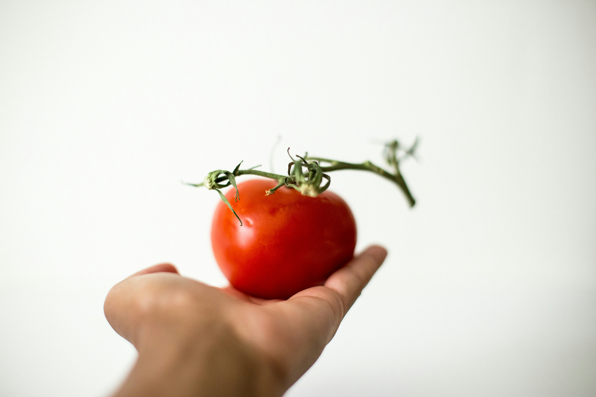 Reife Tomate auf einer Handfläche